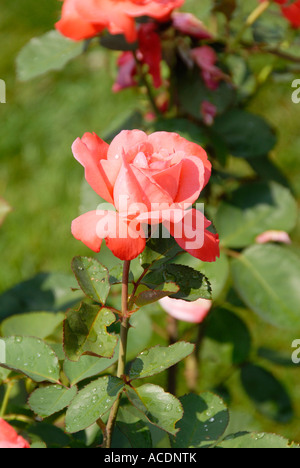 Artistry Rose Foto Stock