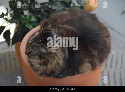 Tabby gatto addormentato in un vaso in terracotta . Vernazza , Cinque Terre , Liguria , nel nord Italia , in Europa . Foto Stock