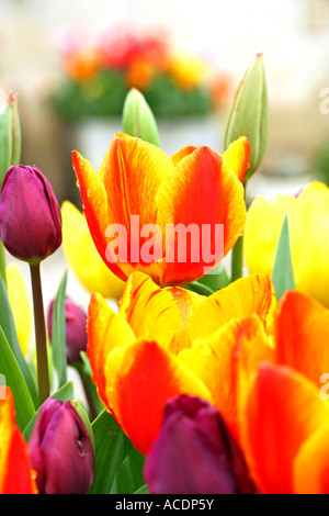 I tulipani (Tulipa hybr). Foto Stock