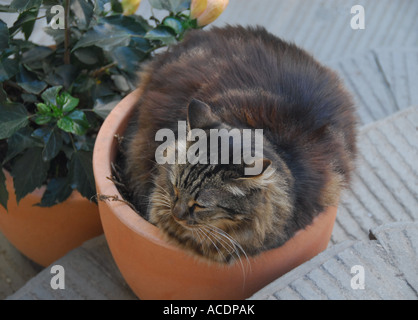 Tabby gatto addormentato in un vaso in terracotta . Vernazza , Cinque Terre , Liguria , nel nord Italia , in Europa . Foto Stock