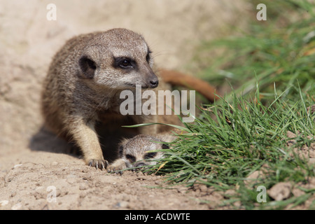 Massa Meerkat maschio madre con bambino - Suricata suricatta Foto Stock