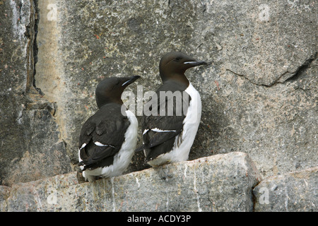 Brunnichs Guillemot Uria lomvia in piedi su un listello in una colonia in Nord Spitsbergen l'Artico Foto Stock