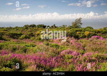 Vista dalla collina nord nel Parco Nazionale di Exmoor attraverso la fioritura heather verso la costa del Galles del Sud Foto Stock