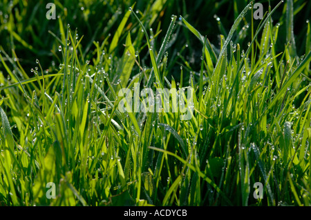 Molla di pascolo di erba con le prime gocce di rugiada retroilluminati da mattina presto luce Foto Stock