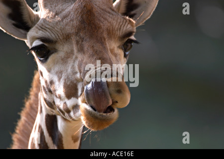 La giraffa ritratto leccamento delle labbra Foto Stock