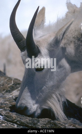 'Mountain Goat nelle montagne olimpiche dello Stato di Washington Stati Uniti" Foto Stock