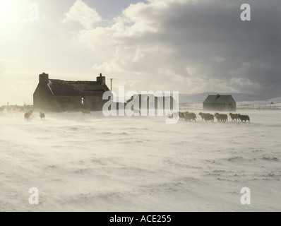 dh PECORA invernale pecora britannica in fattoria di neve Blizzard croft Cottage Orkney tempesta neve scozia animali allevamento scena casa atmosferica Foto Stock
