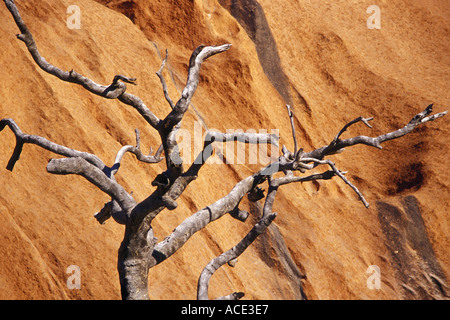 Uluru Ayers Rock Territorio del Nord Australia Foto Stock