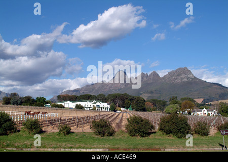 Prigioniero Avontour Agriturismo e cantina, Regione di Stellenbosch in Sud Africa Foto Stock