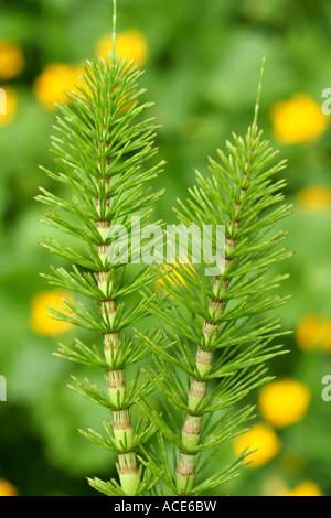 Equiseto (Equisetum arvense) Foto Stock