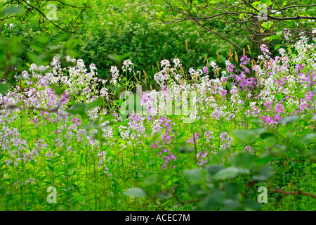 Estate glade con Dames Violetta fiori selvatici Hesperis Matronalis Foto Stock