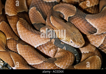 Southern Copperhead snake crotalidi Agkistrodon contortrix southern usa la testa in bobine Foto Stock