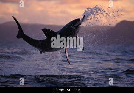 Foto NJ 5 grande squalo bianco Carcharodon carcharias violare in un attacco sulla guarnizione decoy. Foto Copyright Brandon Cole Foto Stock