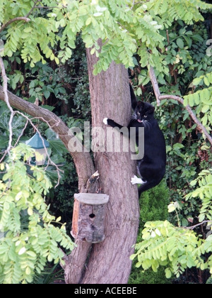 Essex gatto nero appesa a Robinia tronco di albero mentre a caccia di uccelli che era stato vicino all'alimentatore Foto Stock