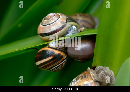 Giardino Cornu aspersum nastrare lumache Cepeaea spp congregata su Agapanthus leaf Foto Stock