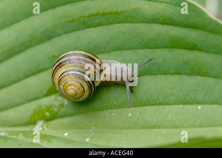 A labbro bianco lumaca nastrati Cepaea nemoralis su una foglia di hosta Foto Stock