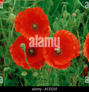 Il mais al papavero Papaver rhoeas fiori Foto Stock