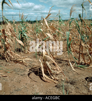 In mancanza di mais, grano, ritagliare lottando per crescere in superfici non irrigue farmland in Tanzania Africa orientale Foto Stock