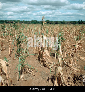 In mancanza di mais, grano, ritagliare lottando per crescere in superfici non irrigue farmland in Tanzania Africa orientale Foto Stock