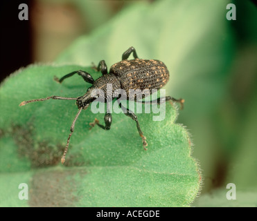 Adulto curculione di vite, Otiorhynchus sulcatus, una peste seria di pentola e contenitore coltivate piante ornamentali e alcuni arbusti Foto Stock