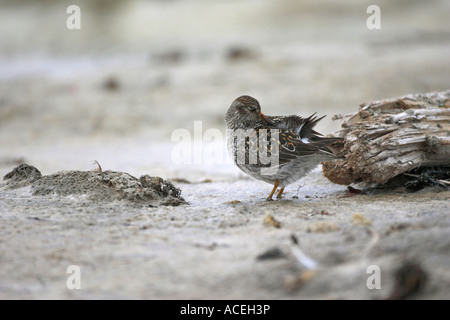 Purple Sandpiper Calidris maritima in piedi nel ghiaccio sulla spiaggia a nord di Spitsbergen l'Artico Foto Stock