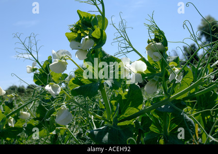 Chiusura del raccolto di pisello Pisum sativum in pieno fiore di belle inizio giornata estiva in Devon Foto Stock