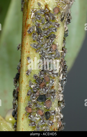 Fagiolo Nero afide Aphis fabae infestazione alcuni parasitised su Broad Bean stelo Foto Stock