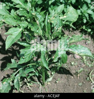 L ambrosia Ambrosia artemisiifolia pianta giovane Foto Stock