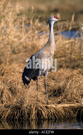 Sandhill crane George C. Reifel uccello migratore Santuario, delta, Canada America del nord Foto Stock