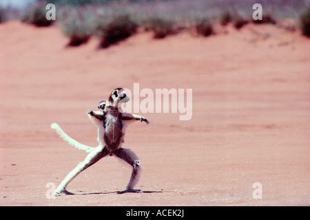VERREAUX SIFAKA Propithecus verreauxi hopping su terreno aperto SPECIE IN VIA DI ESTINZIONE DEL MADAGASCAR Foto Stock