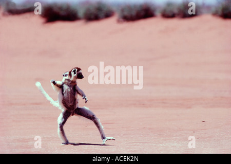 VERREAUX SIFAKA Propithecus verreauxi hopping su terreno aperto SPECIE IN VIA DI ESTINZIONE DEL MADAGASCAR Foto Stock