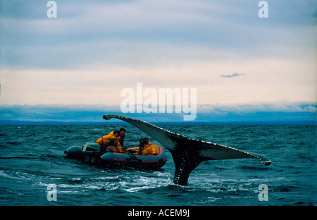 Baleine un bosse Megaptera novaeangliae humpaback whale whale-watching Foto Stock