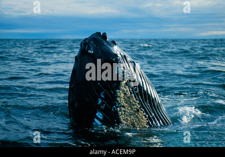 Baleine un bosse Megaptera novaeangliae humpaback whale canada Foto Stock