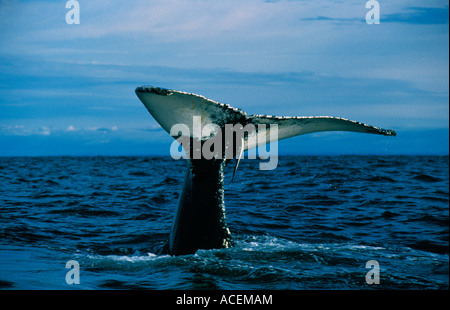 Baleine un bosse Megaptera novaeangliae humpaback whale Foto Stock