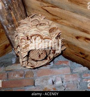 Unione Hornet Vespra crabro nest Foto Stock