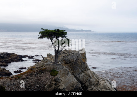 'Il Lone Cypress' è un famoso punto di riferimento nella spiaggia ghiaiosa Foto Stock