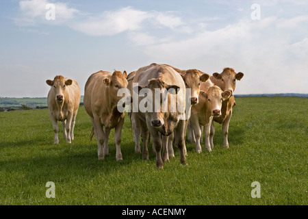 Un gruppo di giovani curiosi di mucche o heiffers con giovani tori in un campo in Galles, Regno Unito Foto Stock