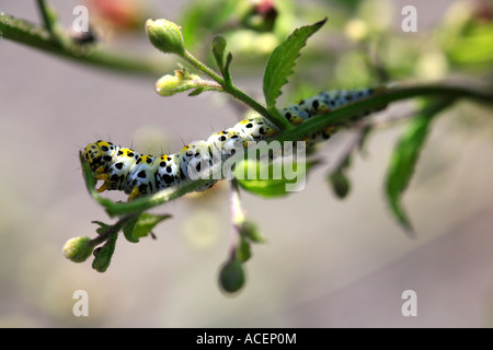 Close up di Caterpillar di mullein moth Shargacucullia verbasci alimentazione su figwort comune Foto Stock