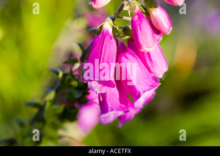 Foxglove Foto Stock