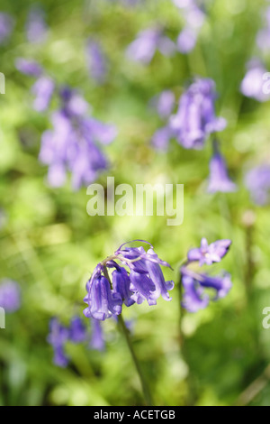 Close up Bluebell fiore nel bosco REGNO UNITO Foto Stock