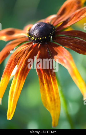 Rudbeckia Foto Stock