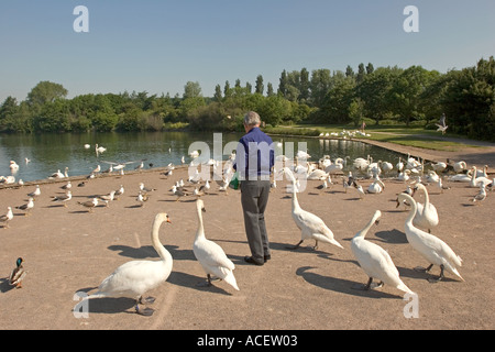 Il Galles Glamorgan Penarth Cosmeston Country Park Lake uomo wildfowl alimentazione con pane Foto Stock