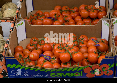 Organici freschi pomodori sul display all'aria aperta mercato continentale a Dundee, Regno Unito Foto Stock