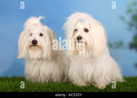 Coton de Tulear Foto Stock