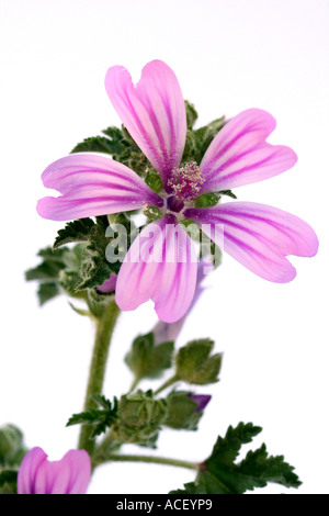 Comune di malva Malva silvestris Foto Stock