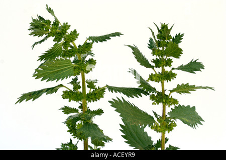 Dwarf ortica Urtica urens Foto Stock
