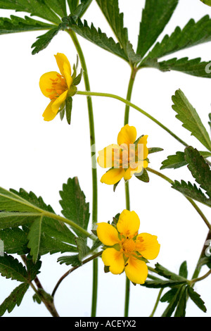 Cinquefoil Potentilla reptans Foto Stock