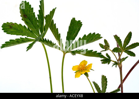 Cinquefoil Potentilla reptans Foto Stock