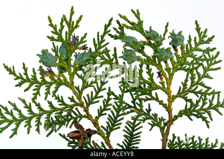 Northern white cedar o arborvitae Thuja occidentalis Foto Stock