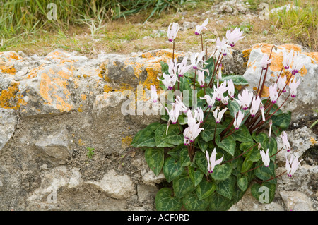 Ciclamino crescente nella parete, Kantara Kalesi Castello, Cipro del Nord, Europa Foto Stock